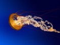 /album/fotogaleria-mountains/jellyfish-jpg/