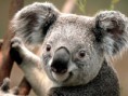 /album/fotogaleria-mountains/koala-jpg/