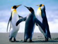 /album/fotogaleria-mountains/penguins-jpg/