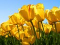 /album/fotogaleria-mountains/tulips-jpg/