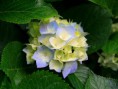 /album/fotogaleria-mountains/hydrangeas-jpg/