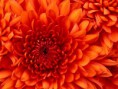 /album/fotogaleria-mountains/chrysanthemum-jpg/